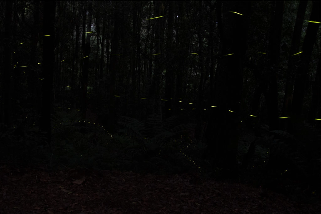 Fireflies blue mountains
