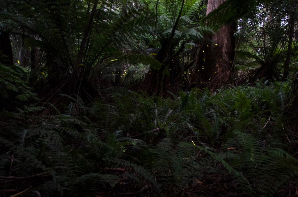 fireflies blue mountains