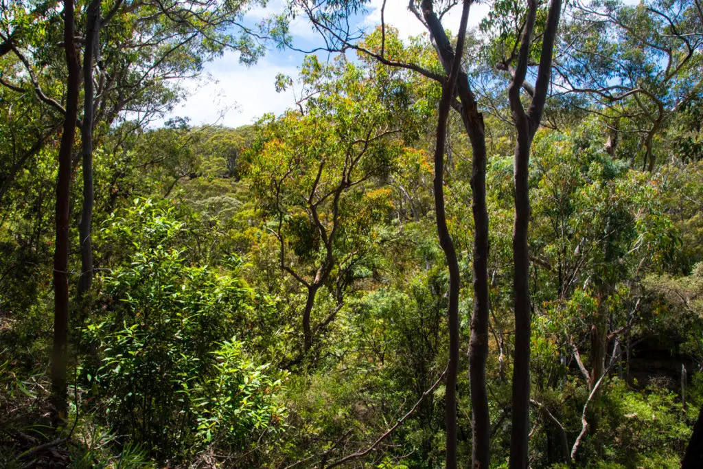 View along South Lawson Waterfall Circuit