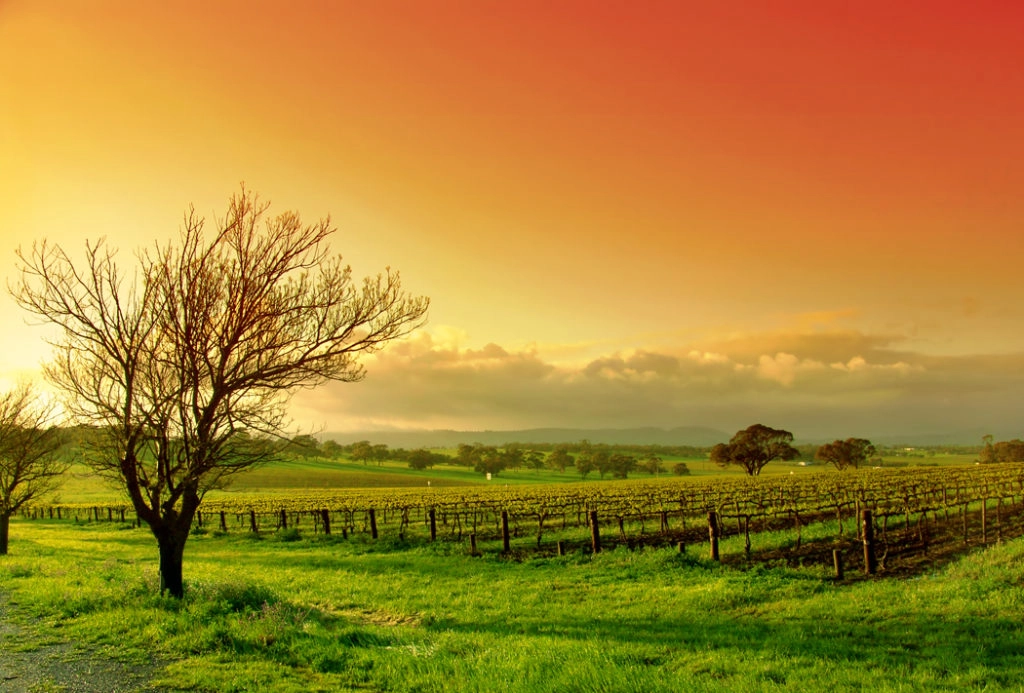 Sunset at the vineyard