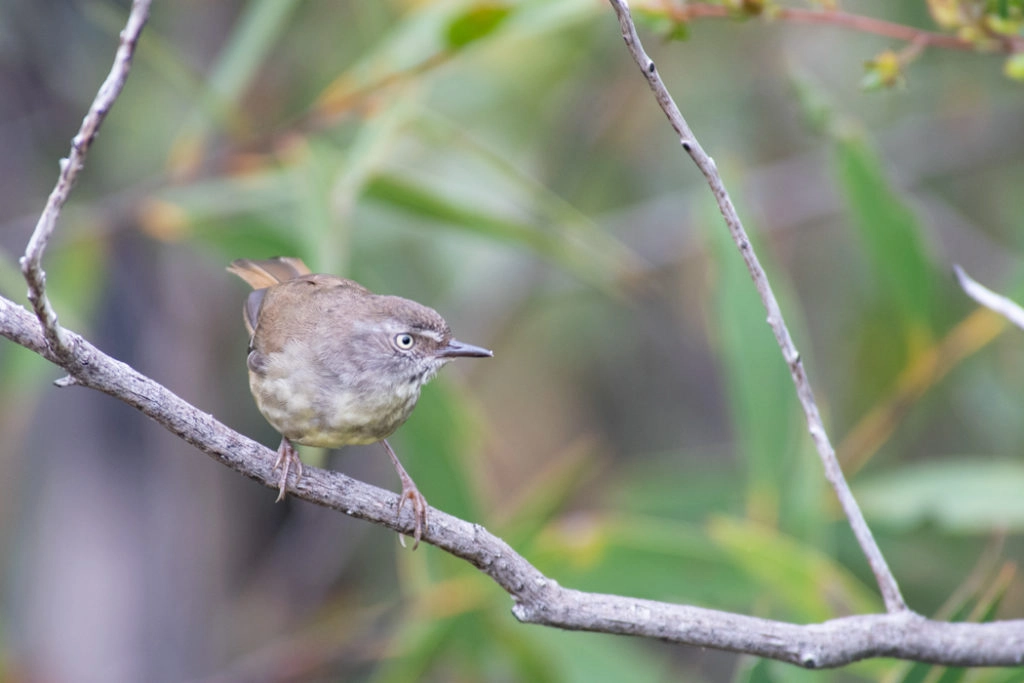 White-browed scrubwren in Royal National Park