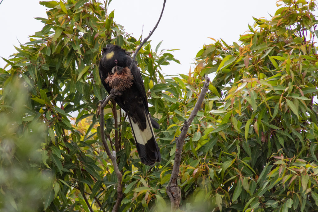 yellow-tailed black cockatoo feeding on banksia
