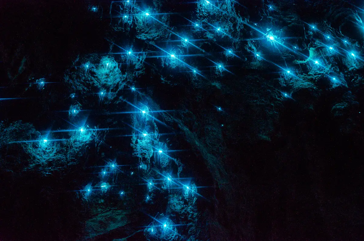 glow worms blue mountains