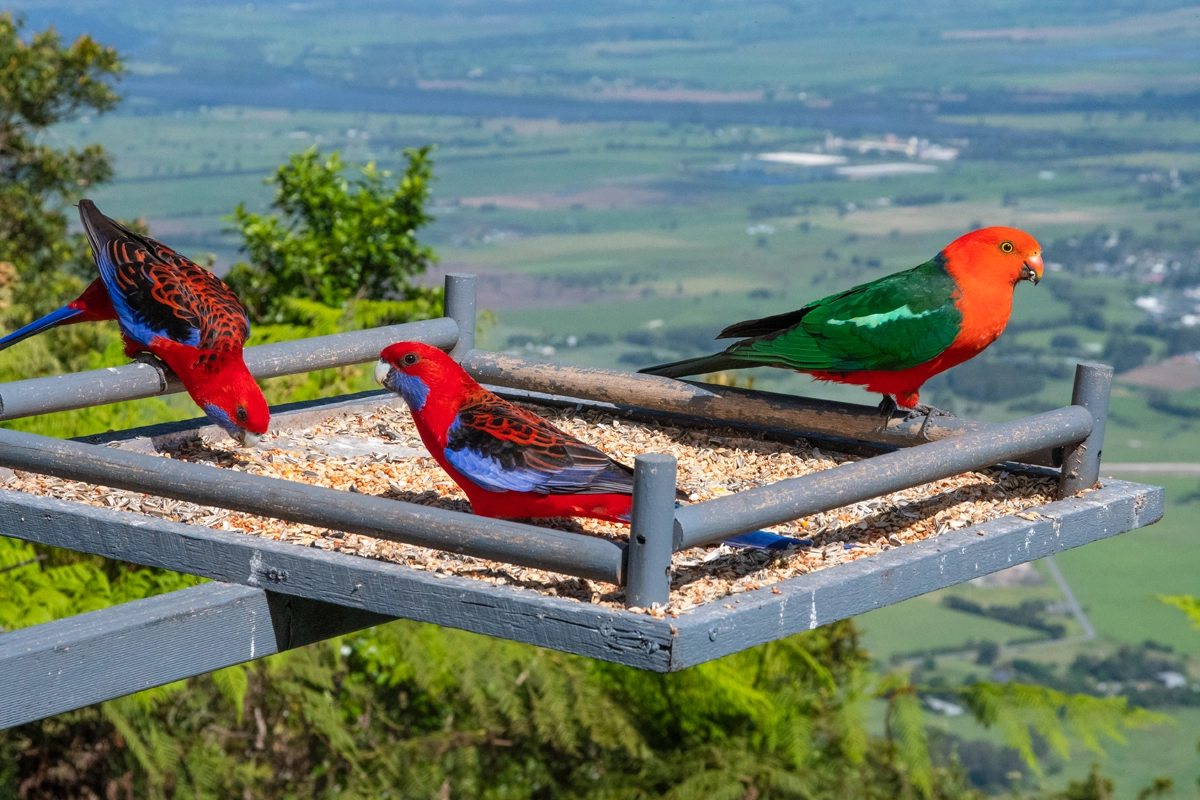 Things to do in Kangaroo Valley - Cambewarra lookout