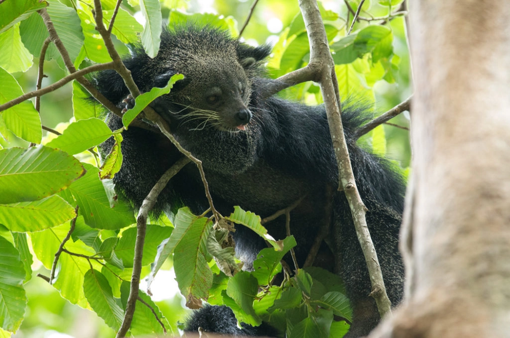 Borneo wildlife - binturong