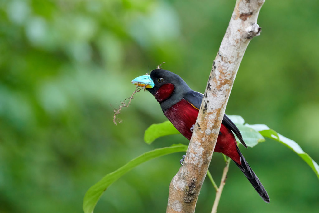 Borneo wildlife - black and red broadbill