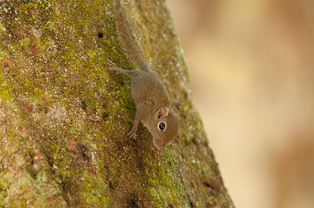 Borneo wildlife - Bornean pygmy squirrel