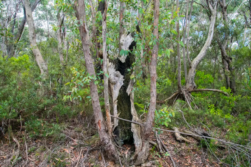 Burnt out tree trunk