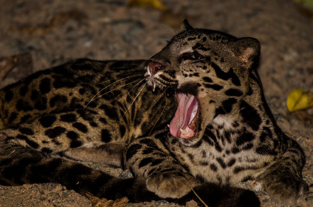 Sunda Clouded leopard, Borneo, Deramakot Forest Reserve