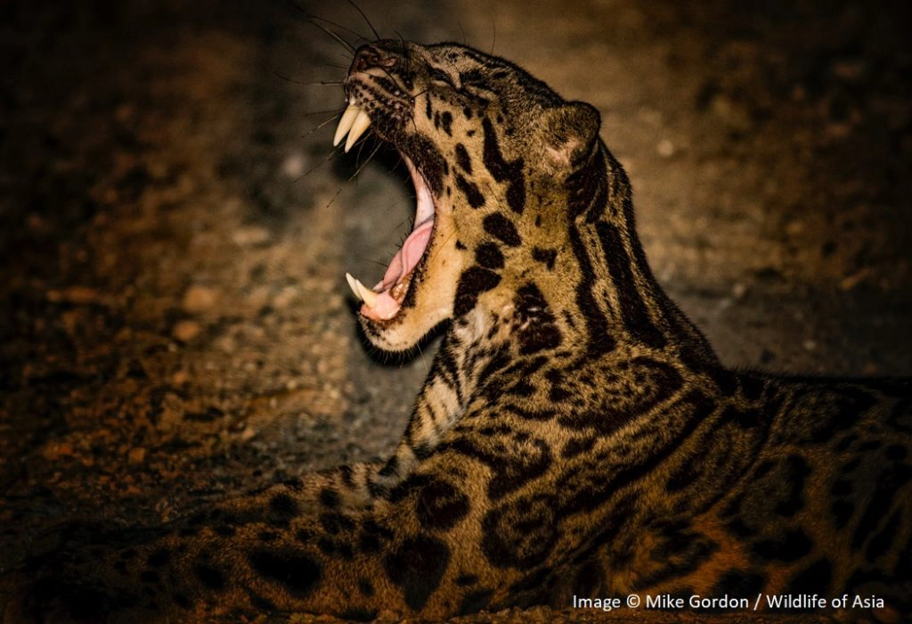 Clouded leopard in Borneo