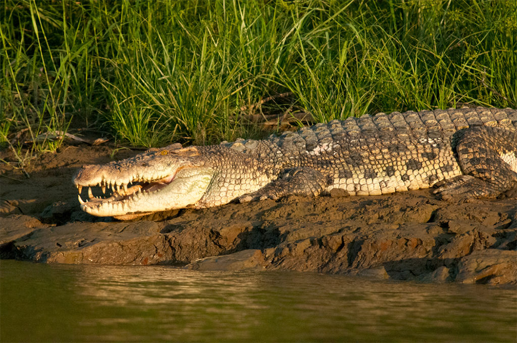 saltwater crocodile seen on Kinabatangan River cruise in borneo