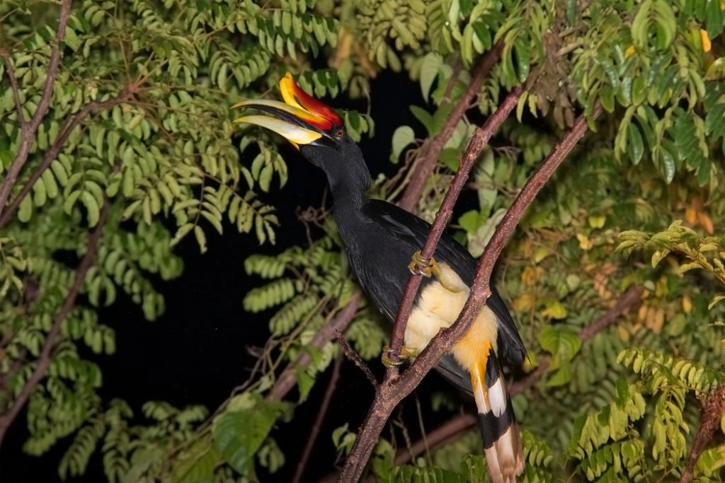 Rhinoceros hornbill