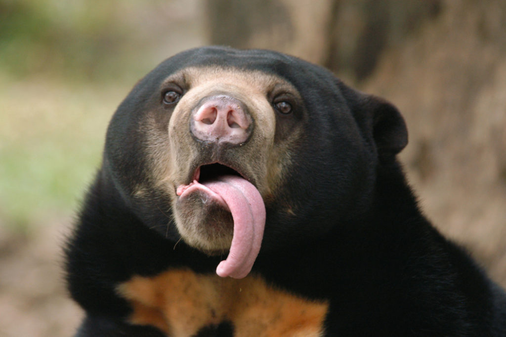 Bornoe animals - Malayan sun bear