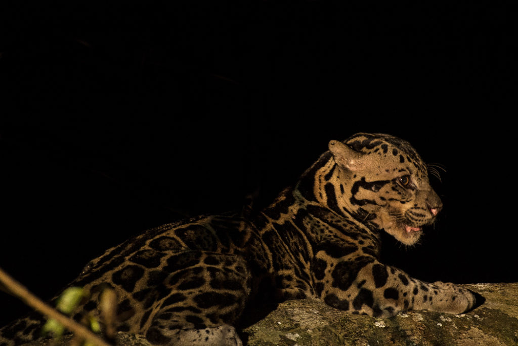 Sunda Clouded leopard in Borneo's Deramakot Forest Reserve