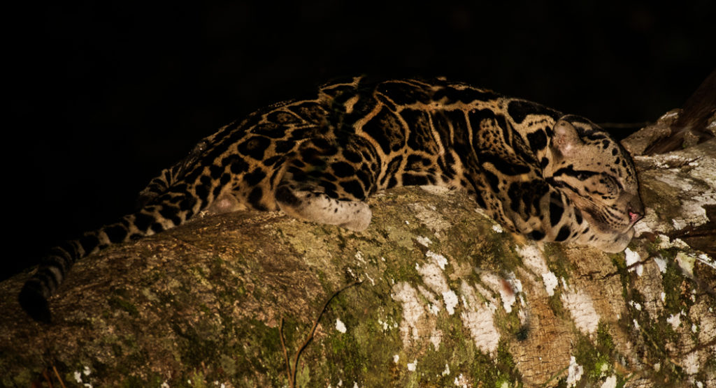 Male sunda clouded leopard in Borneo's Deramakot forest reserve