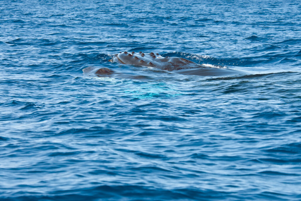 Humpback whales seen on a whale watching in drake bay tour