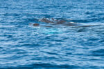 Humpback whales seen on a whale watching in drake bay tour