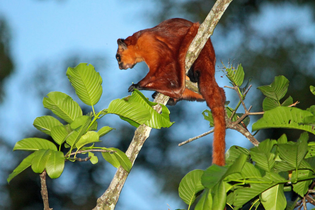 Borneo animals - red giant flying squirrel