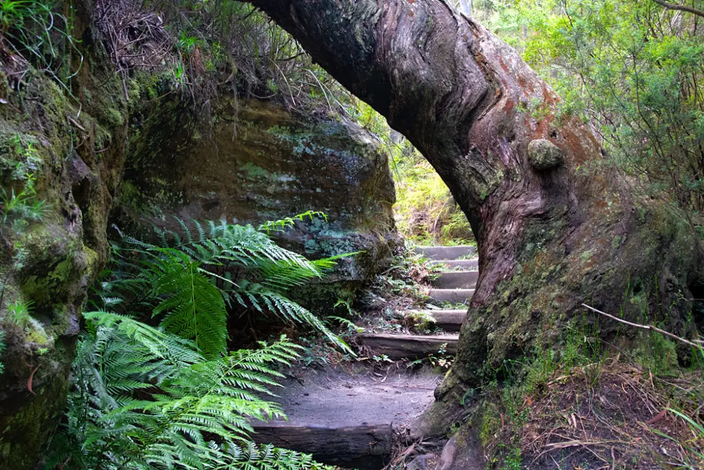 Tree over trail
