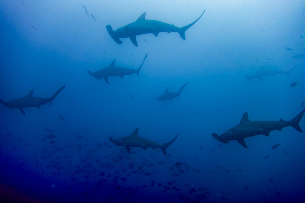 Landmarks in Costa Rica - Hammerhead sharks on Cocos Island