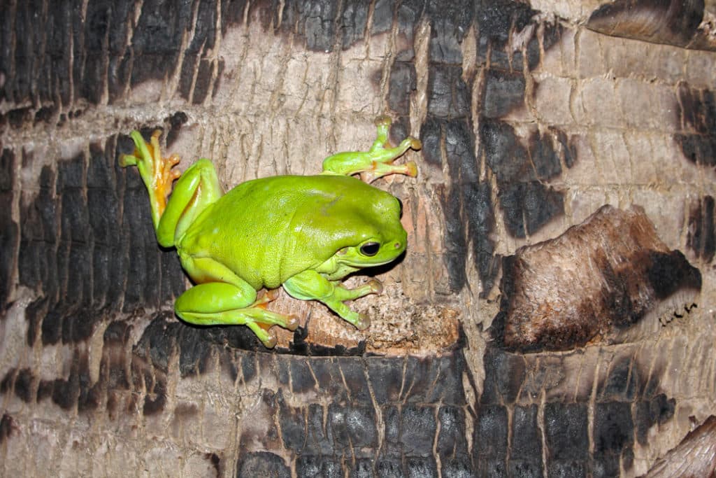 Animals in Australia - Green tree frog