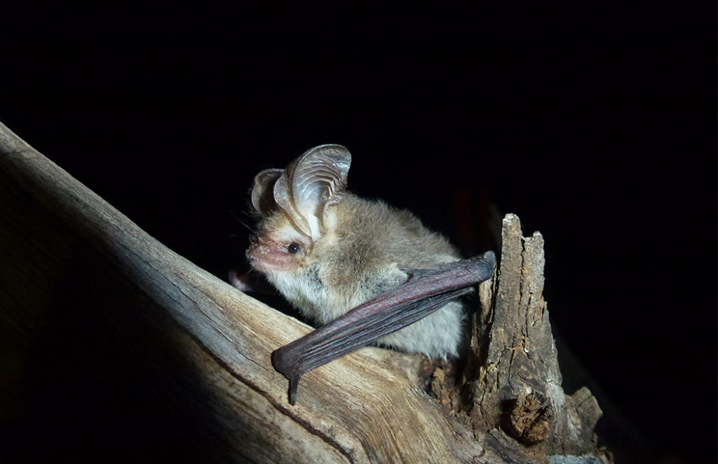 Australia animals - Lesser long eared bat