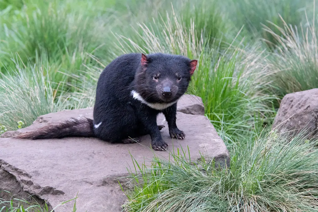 Native australian animals - Tasmanian devil