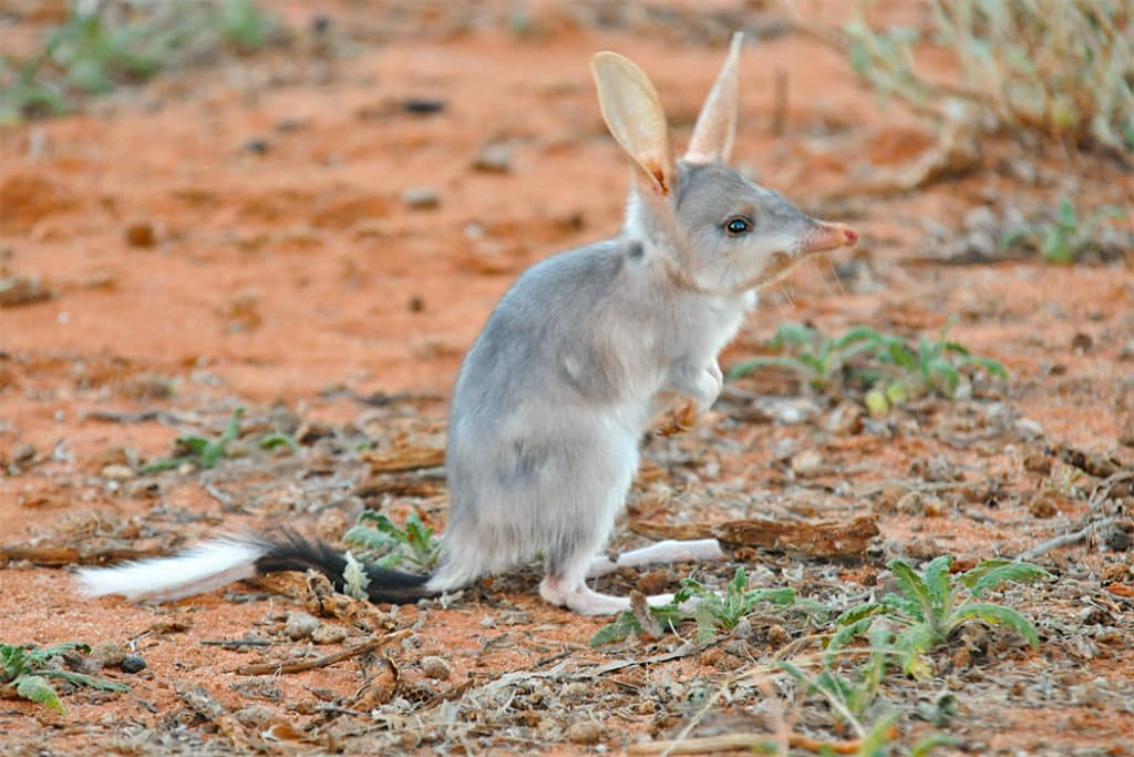 Bilby - Australian animals
