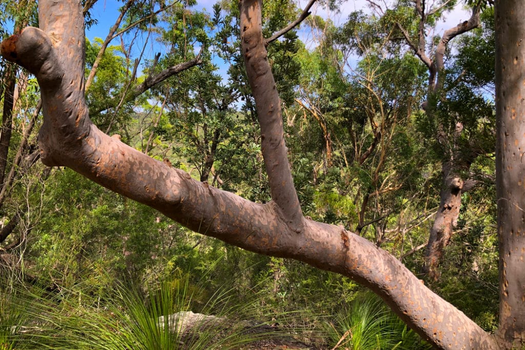 Angophora branches