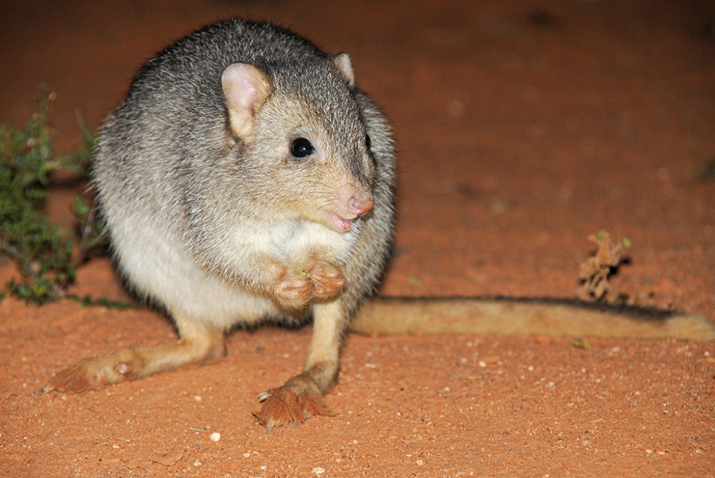 Burrowing bettong or Boodie in Australia