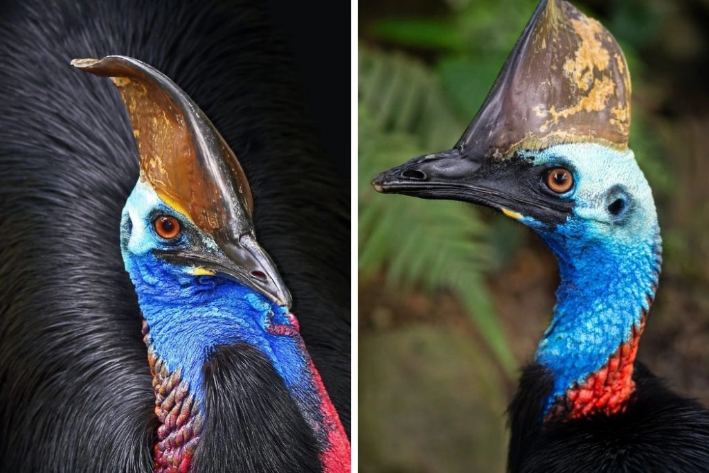 Cassowary