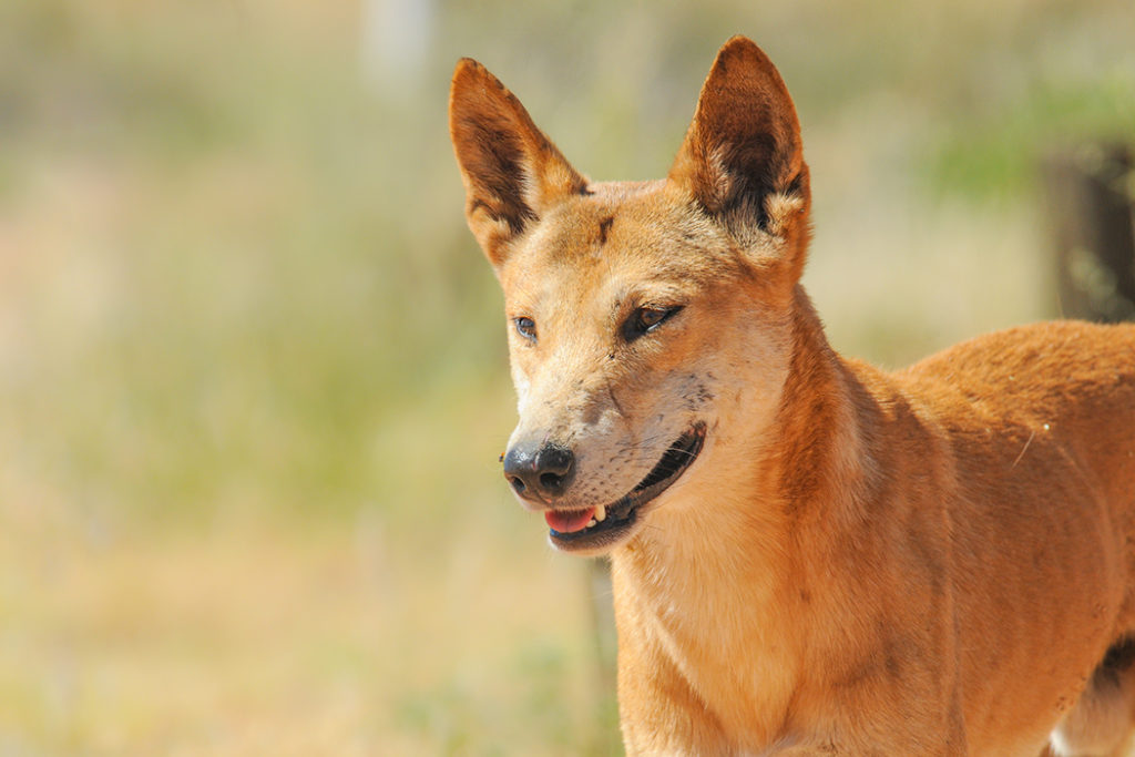 Dingo - Australian animals