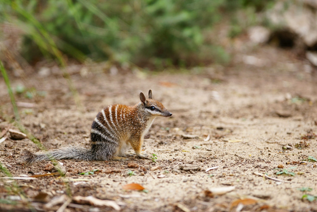 Numbat - Australian marsupial animal