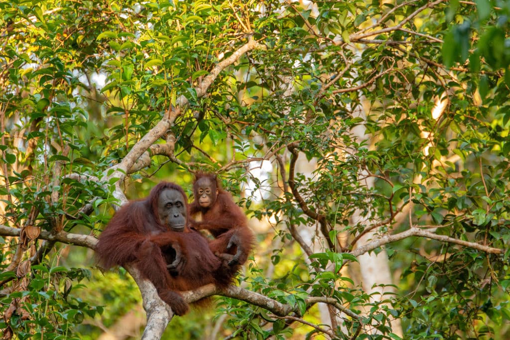 28 Incredible Borneo Animals and the Best Places to See Borneo Wildlife