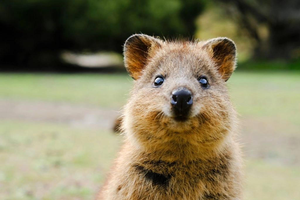 Quokka on Rottenest island
