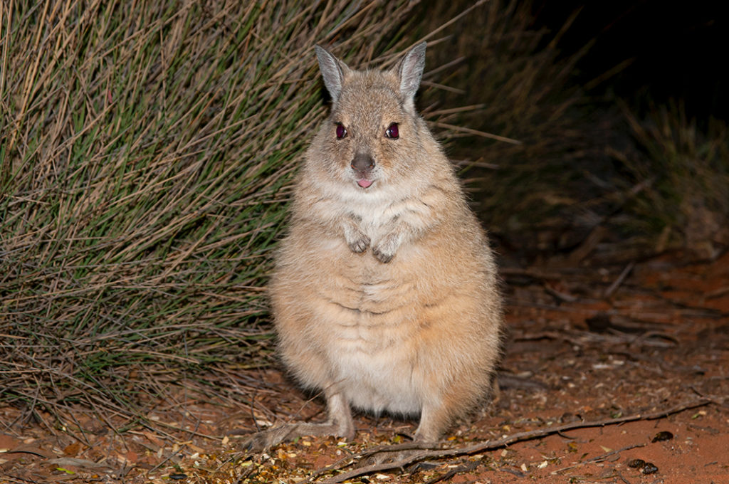 australian animals - rufous hare wallaby