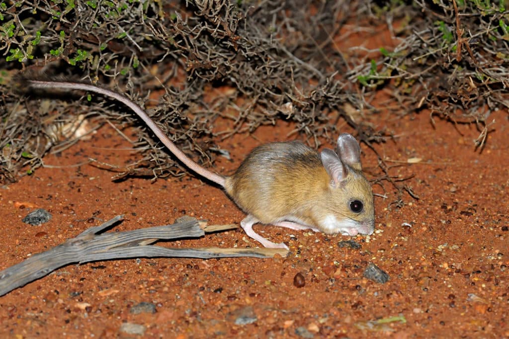 Australian desert animals  - Spinifex hoping mouse