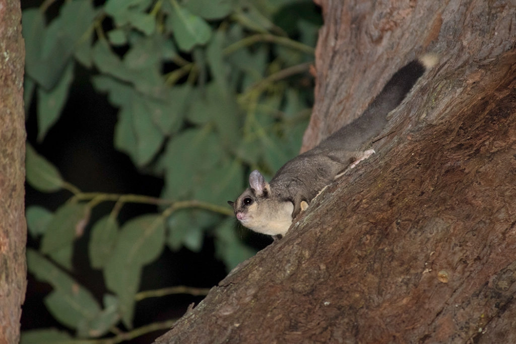 sugar glider - australian animal