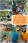 Brazilian animals to spot on your travels