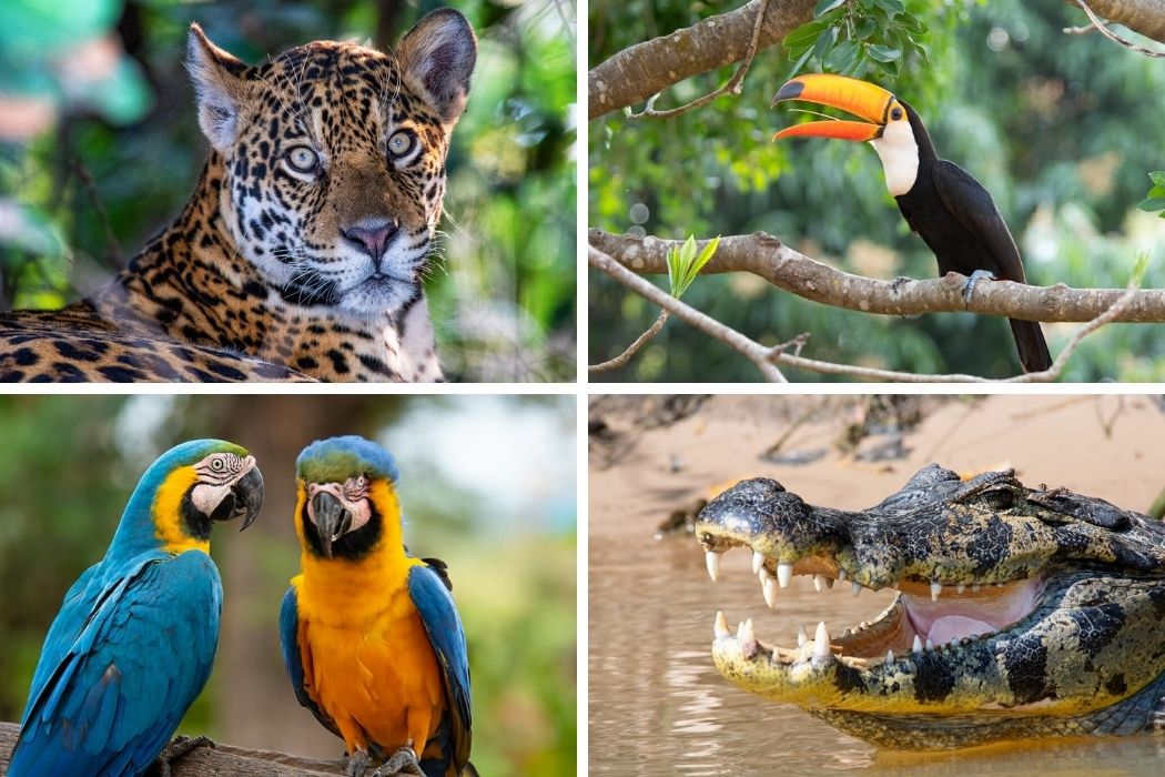 35 amazing Brazilian animals you can spot on your travels