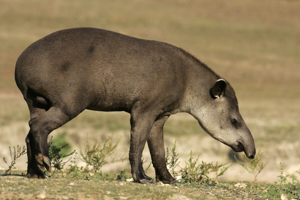 Wildlife in Brazil - Brazilian tapir