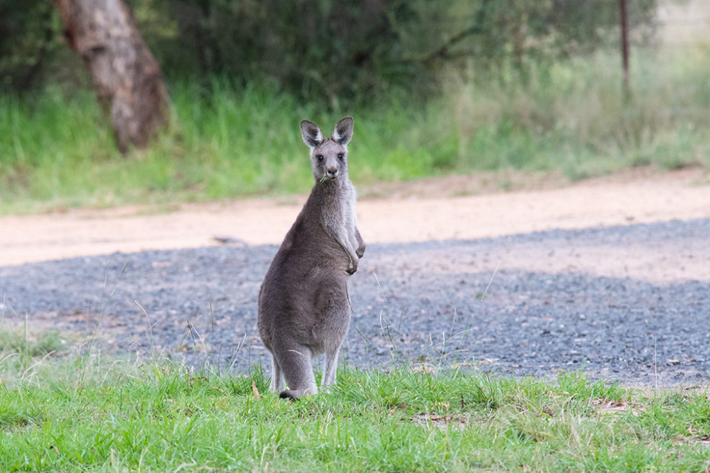 Eastern grey kangaroo in warrumbungles 