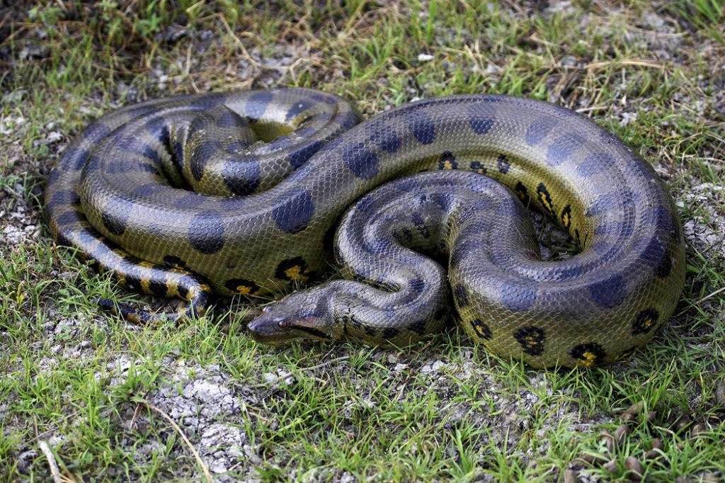 Brazilian wildlife - Green anaconda