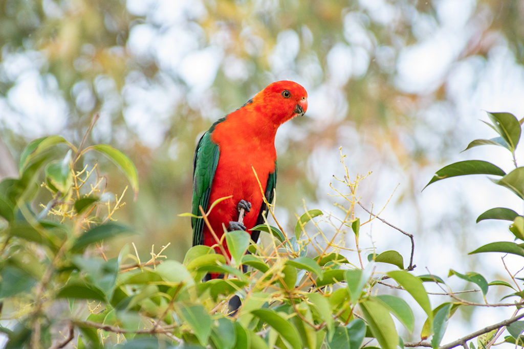 Parrots in Australia - King parrot