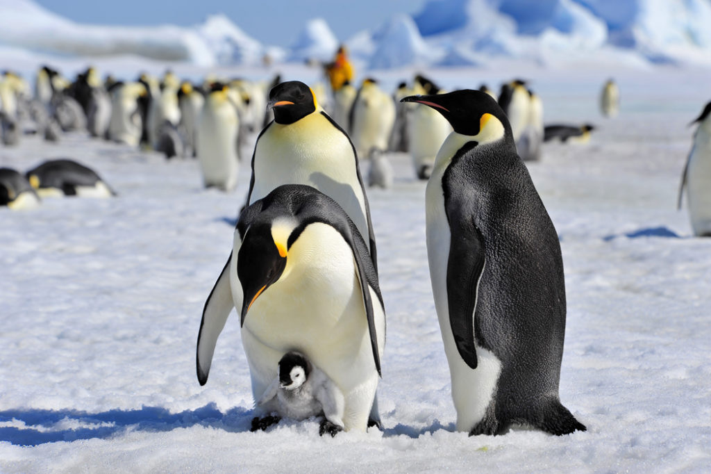 Wildlife watching in Antarctica - Emperor penguins