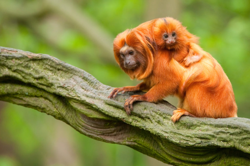 35 amazing Brazilian animals you can spot on your travels