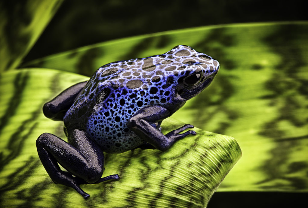 wildlife of brazil - poison dart frog