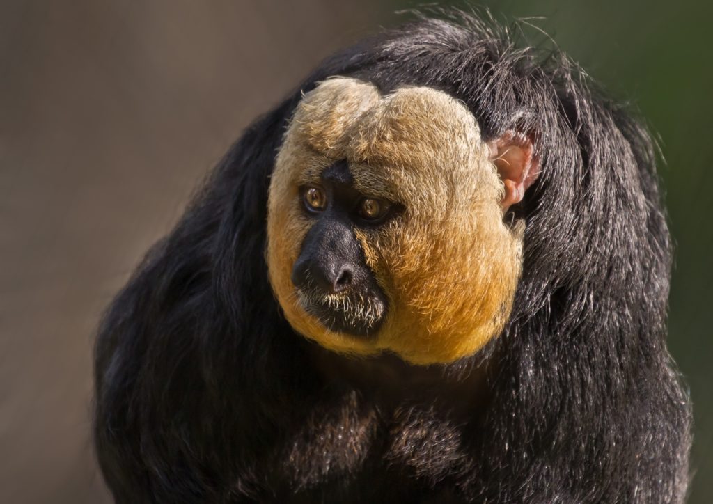 Brazilian animals - saki monkey