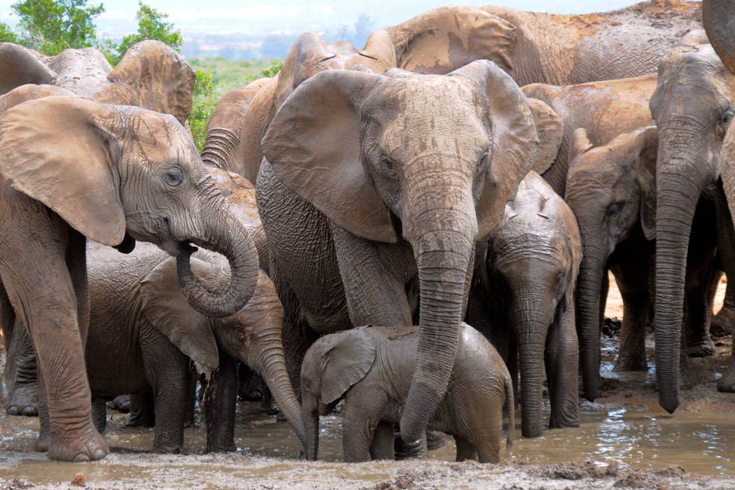 Types of elephants - African savanna elephants at Addo National Park