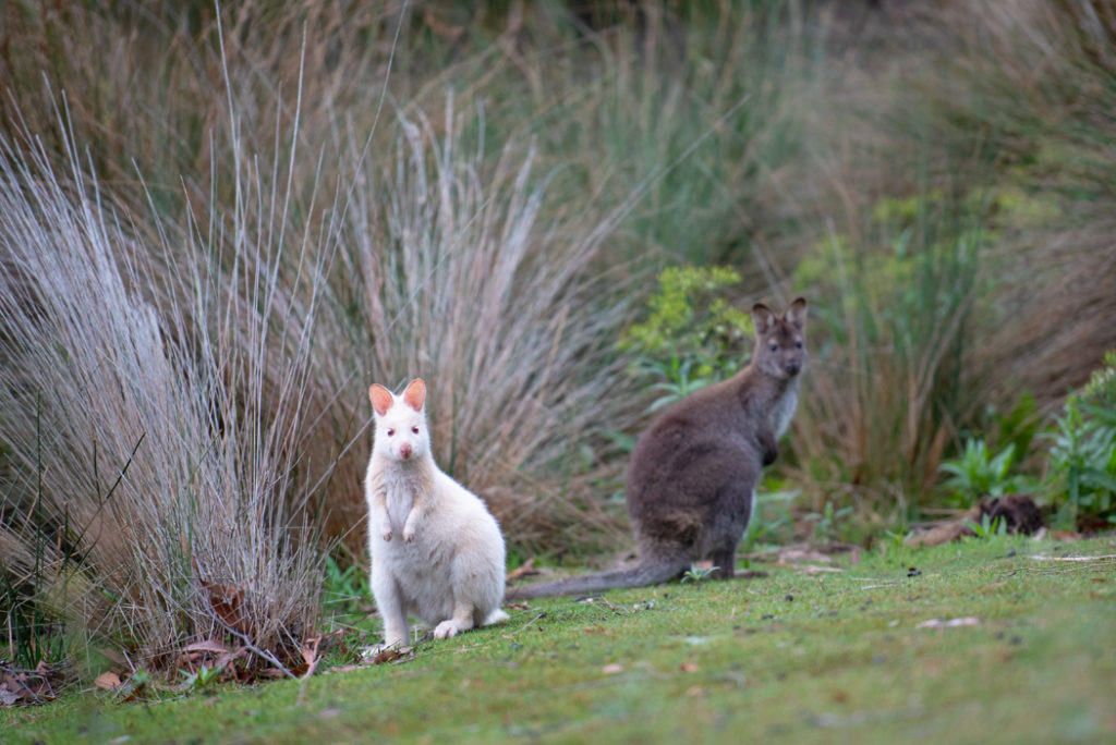 White and brown wallabies on bruny island